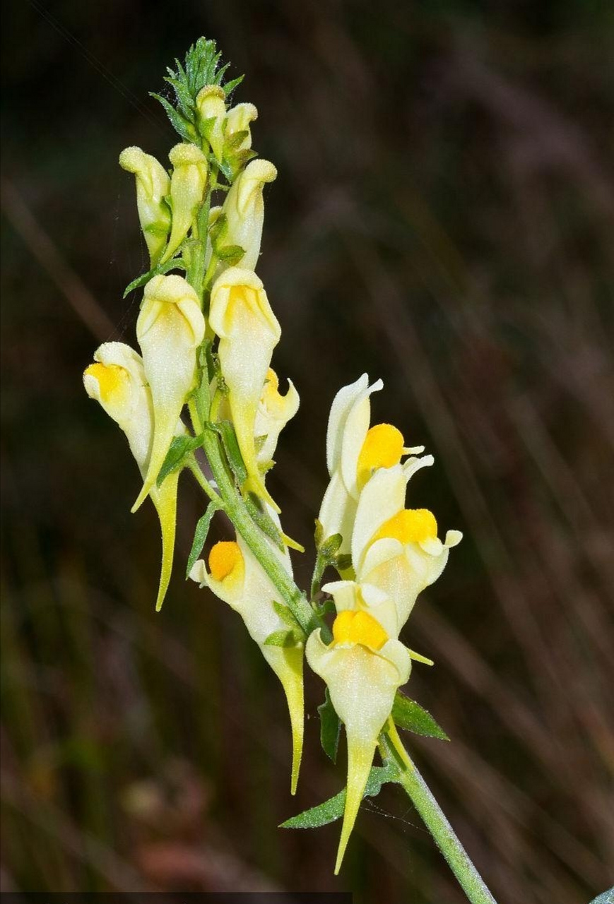 柳穿鱼的花语是顽强,寓意为纠缠不休.