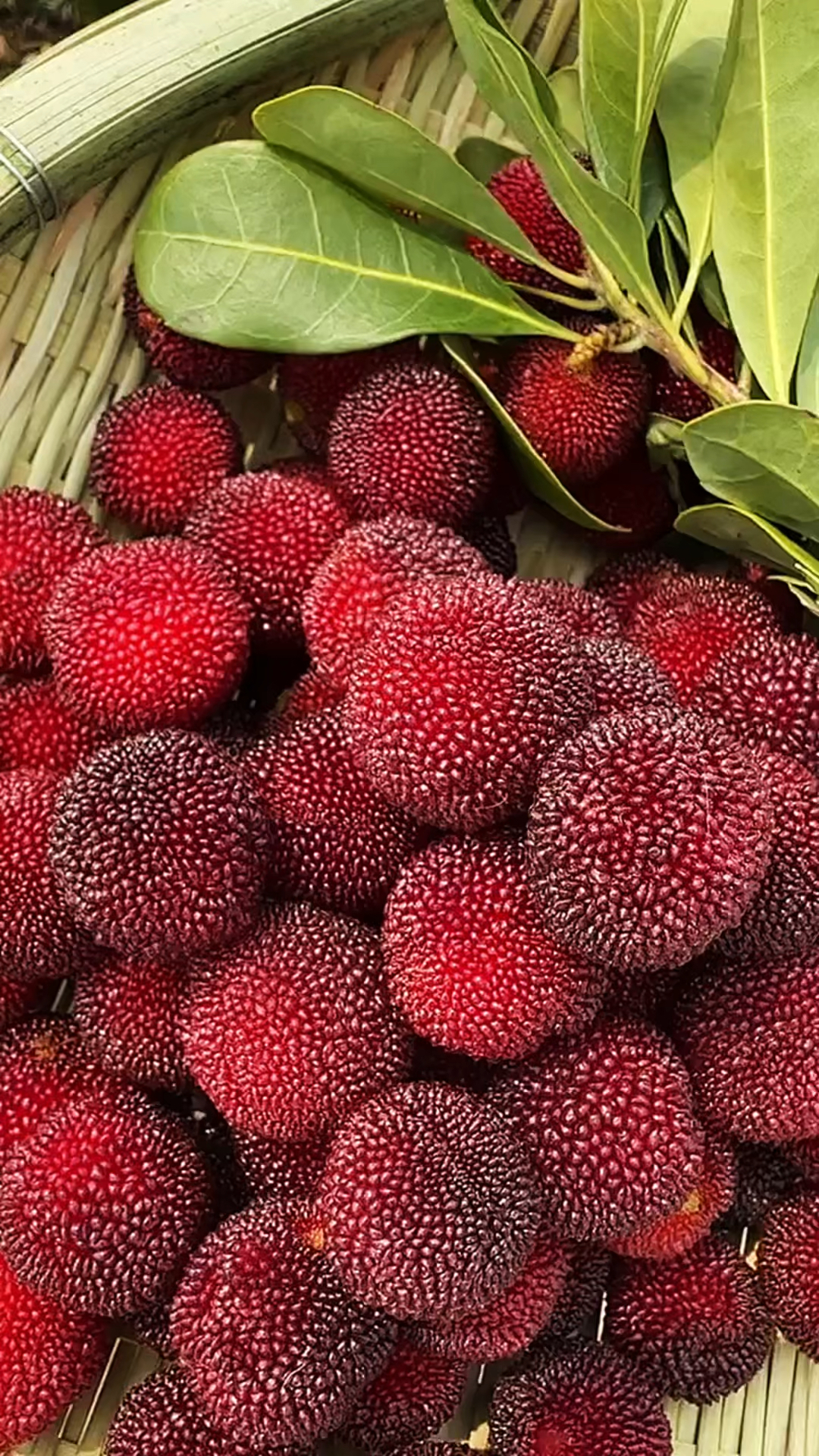 新鲜的杨梅它来啦