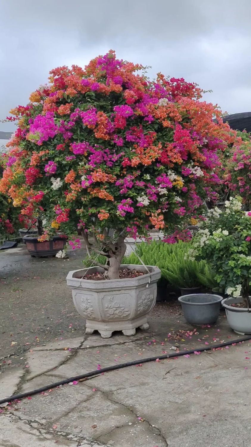 五雀三角梅,放在院子里就是美景