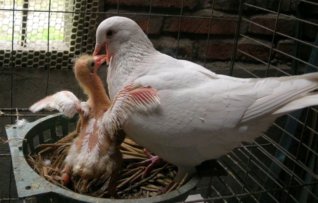 幼鸽出壳两天亲鸽弃窝是怎么了?是什么情况导致的看徐哥怎么说?