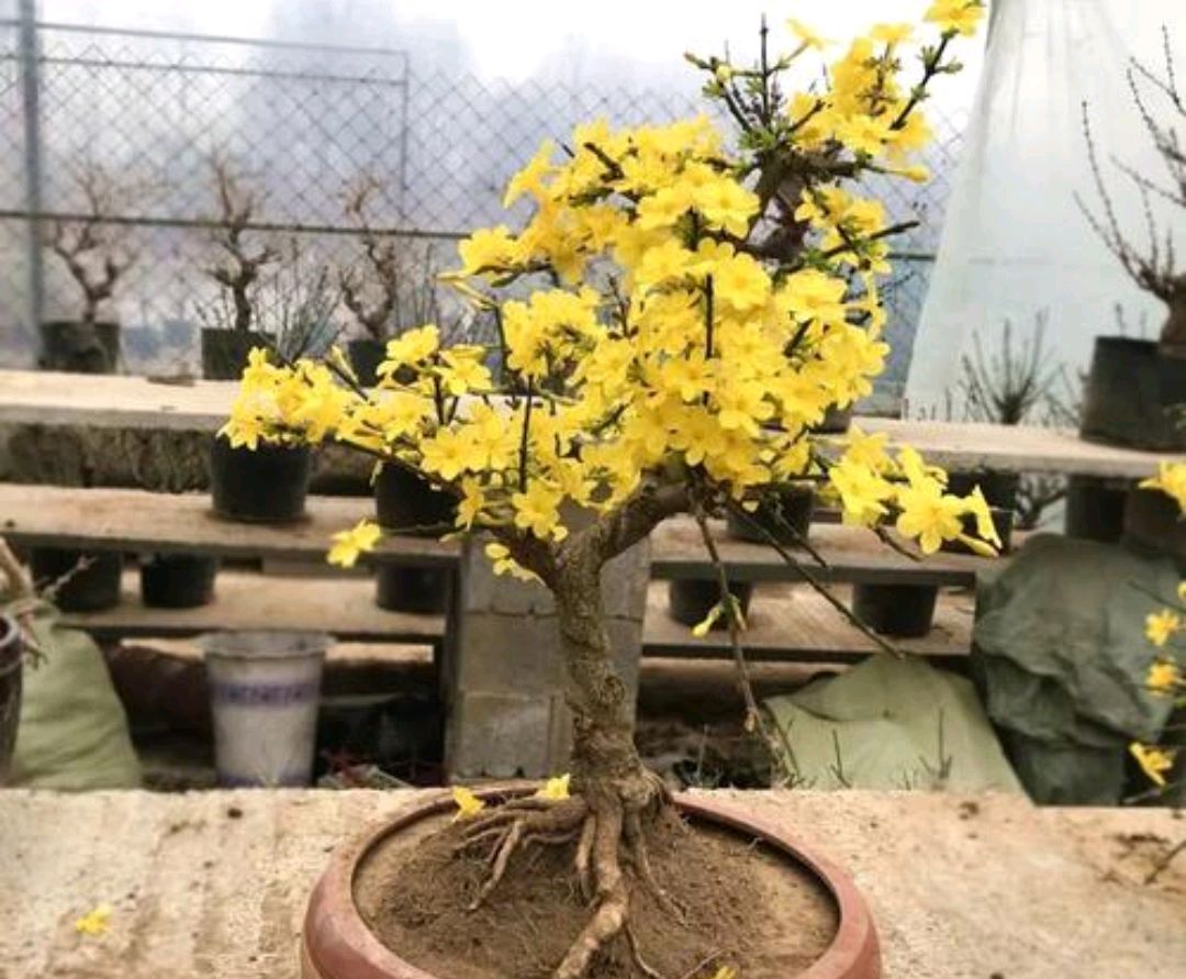 冬养迎春花,注意几点,造型优美春季开花艳