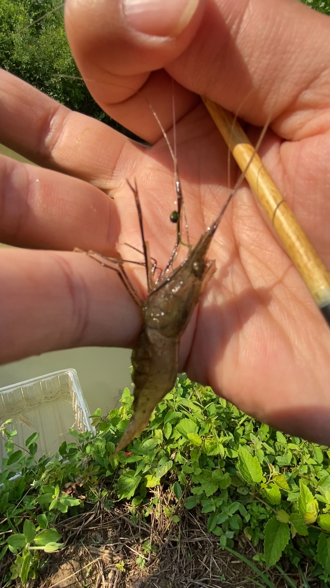 水底青苔太多但也能钓上河虾