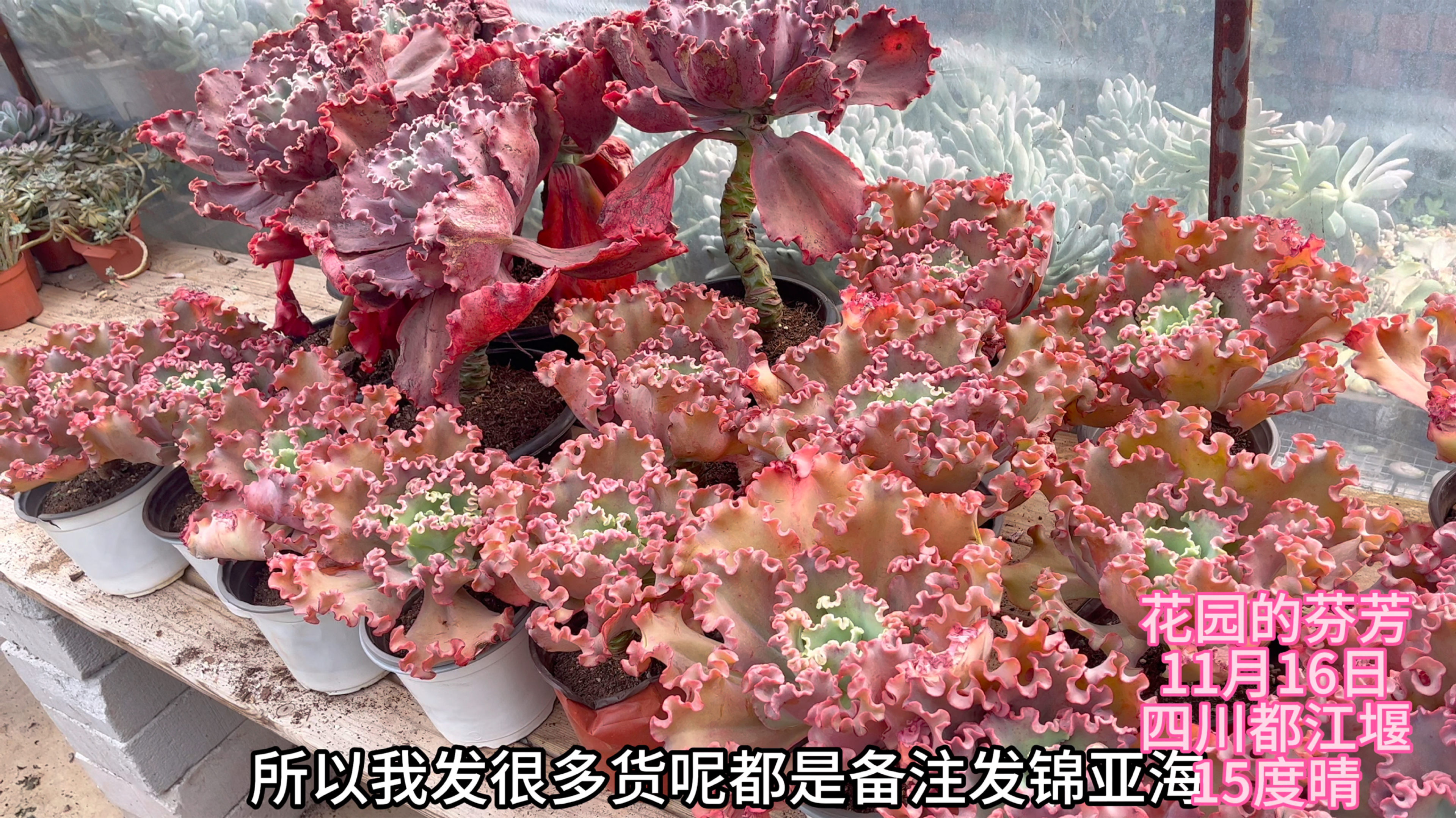 最后到货4件包菜多肉,今年再也不买了,直呼太心塞