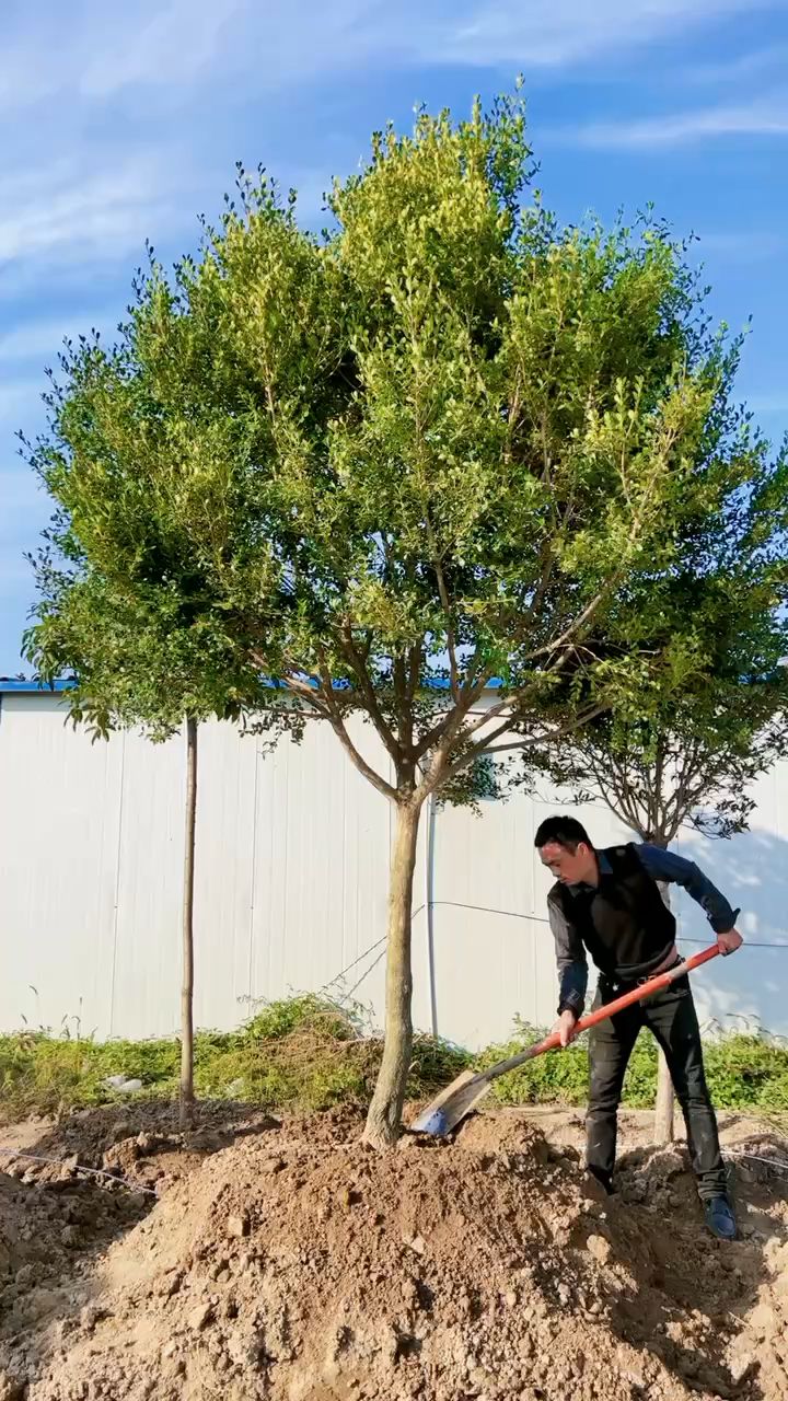 精品高杆瓜子黄杨树四季常青不落叶耐寒耐旱南北方都可以栽植-度小视