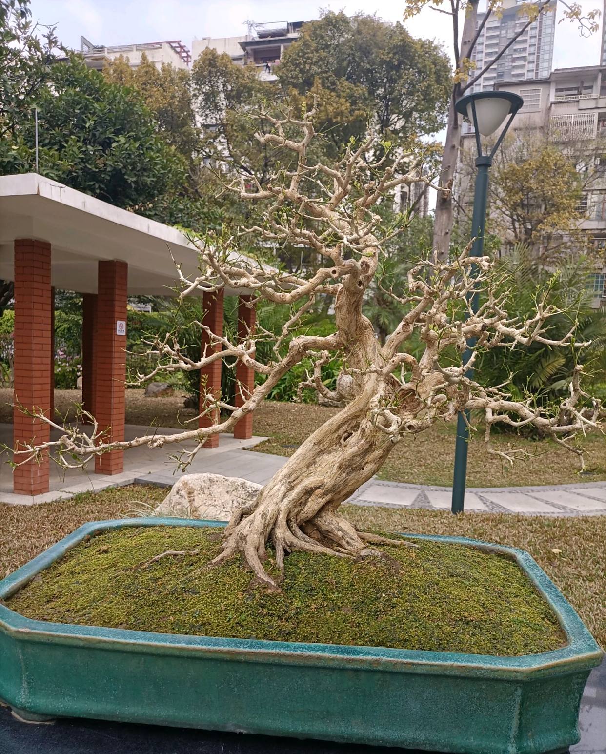 湖花西苑:岭南盆景,独树一帜