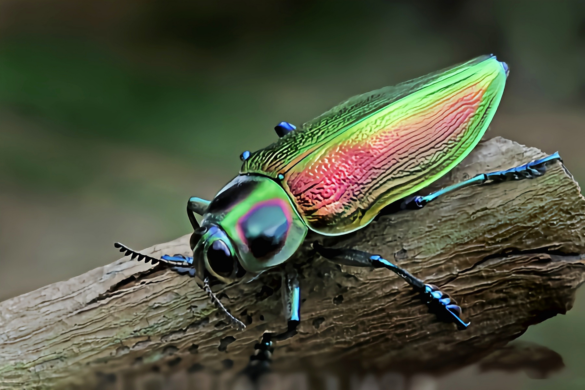 昆虫鞘翅反重力图片