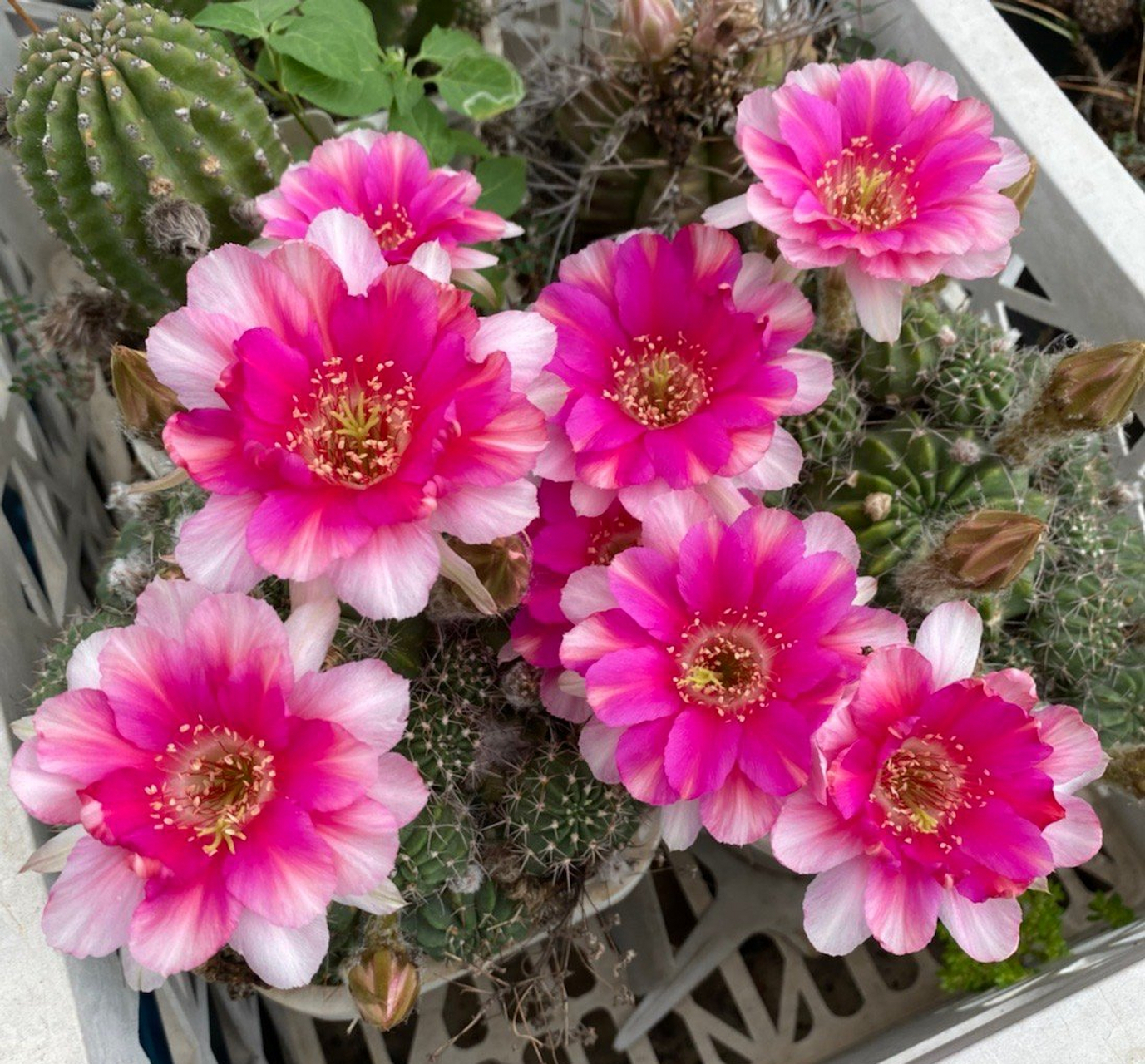 丽花球:56c 经典的丽花球品种,莫名觉得很像是糖果,可能是外圈的浅色