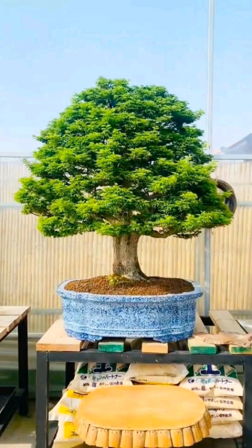 欣赏一棵狮子头枫树