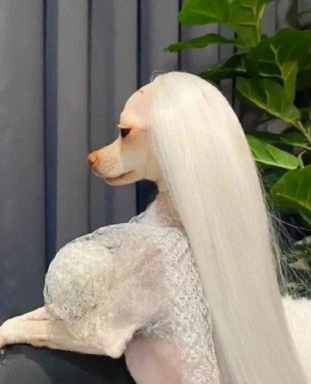 这应该是狗子眼里的女神了吧?