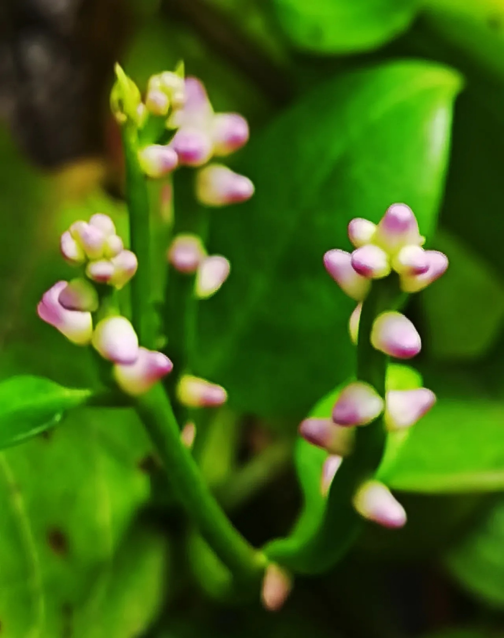 木耳菜开花真可爱#摄影# #中国美景大赏# #农村