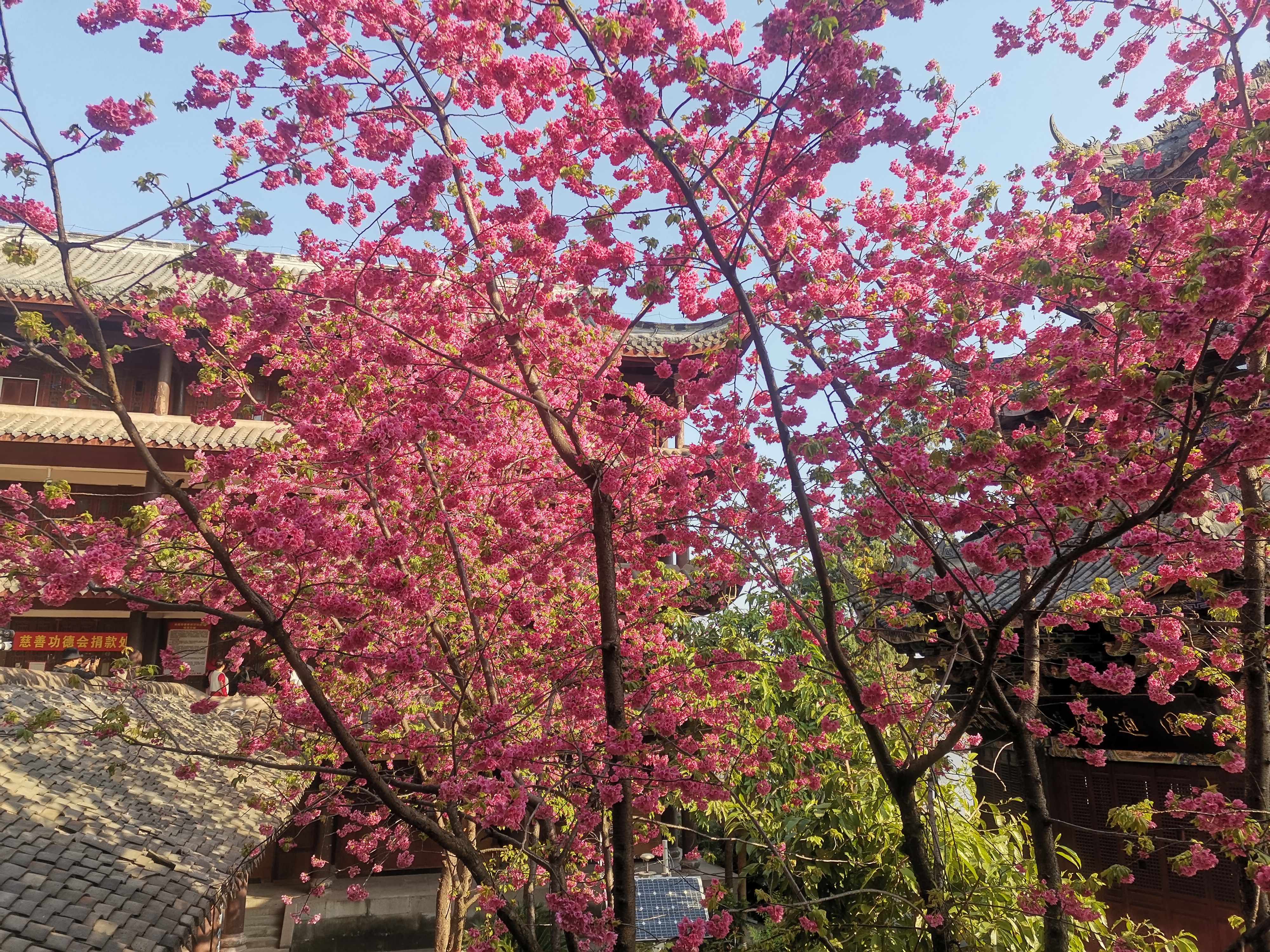 四川西昌光福寺的樱花开得好美