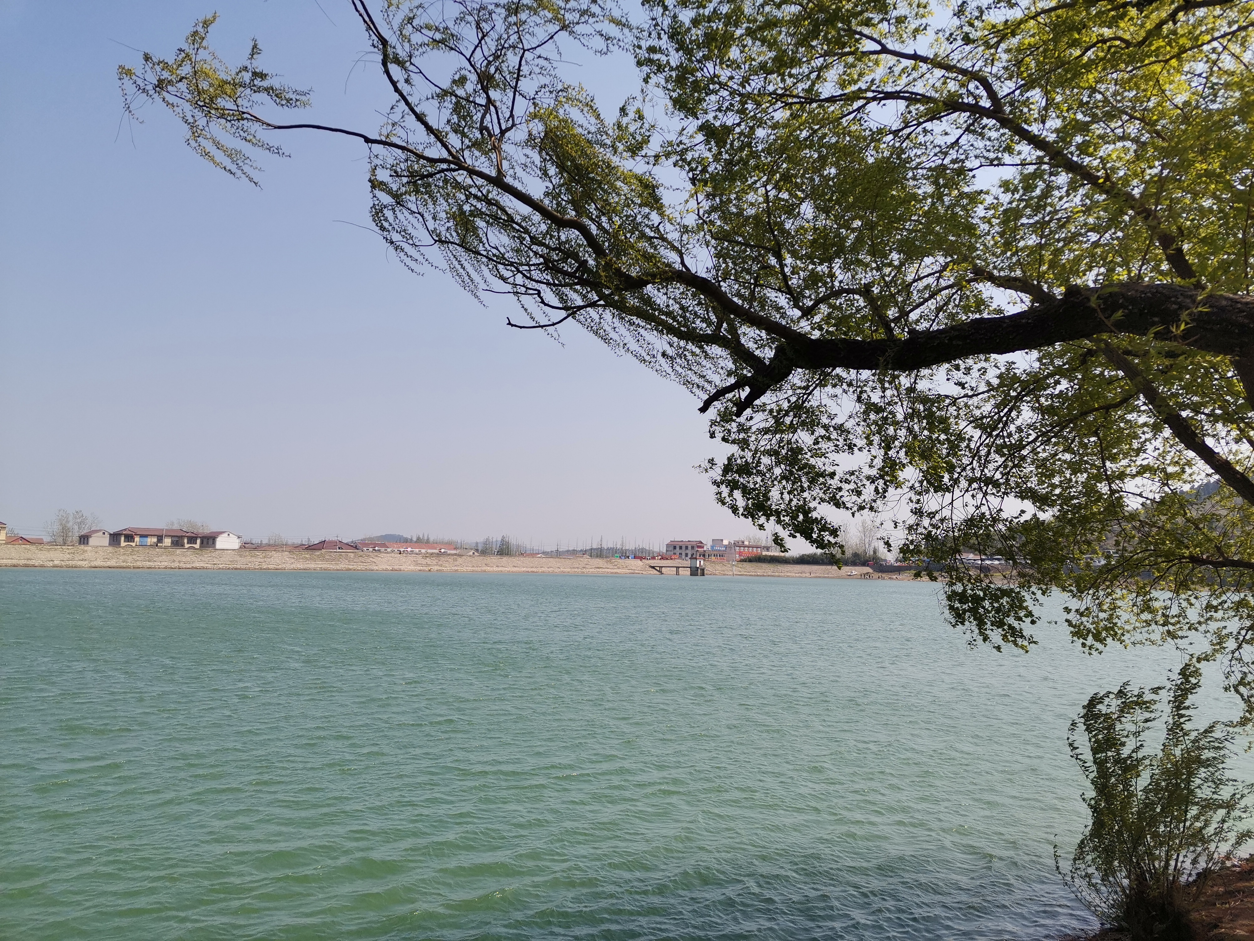 五柳仙境,杨柳依依!