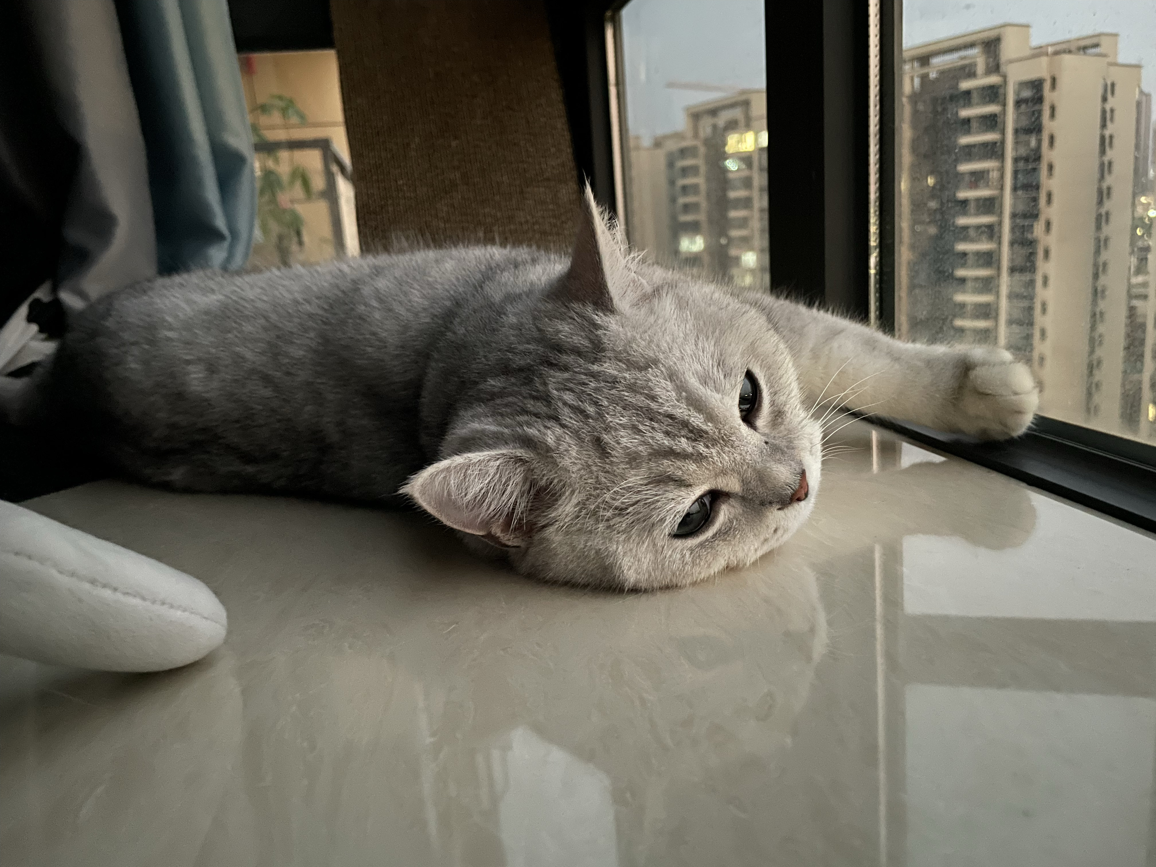 忧郁的猫咪