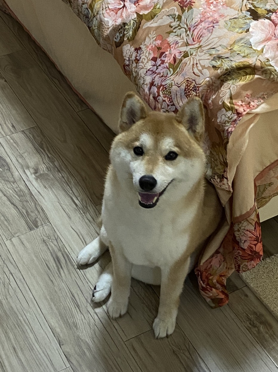 柴犬的坐姿是不是都是这么妩媚? 小春啊你可是男生呢!