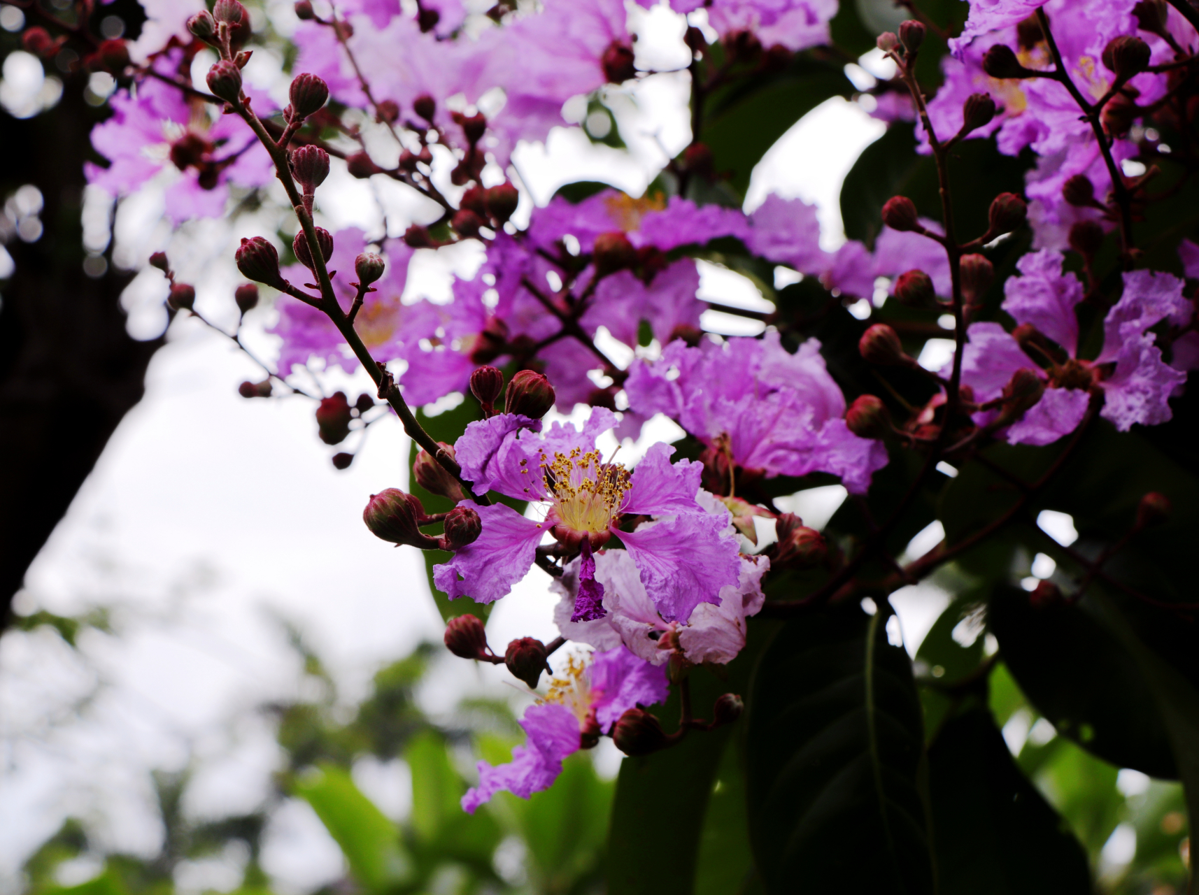 大叶紫荆花图片