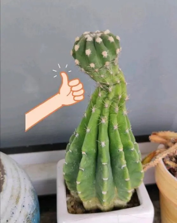 仙人球徒长的上限在哪?花友的图片很有代表性,做好两点养好不难
