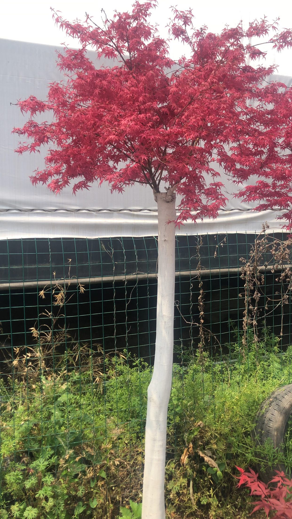 红枫树,红小袖进口品种,最红的枫树,种在院子里就是一道亮丽的风景线.