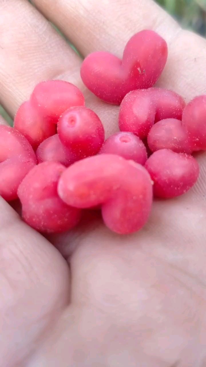 杈杷果又名爱心果多年小灌木果实为分杈状的合生果颜色为艳红色