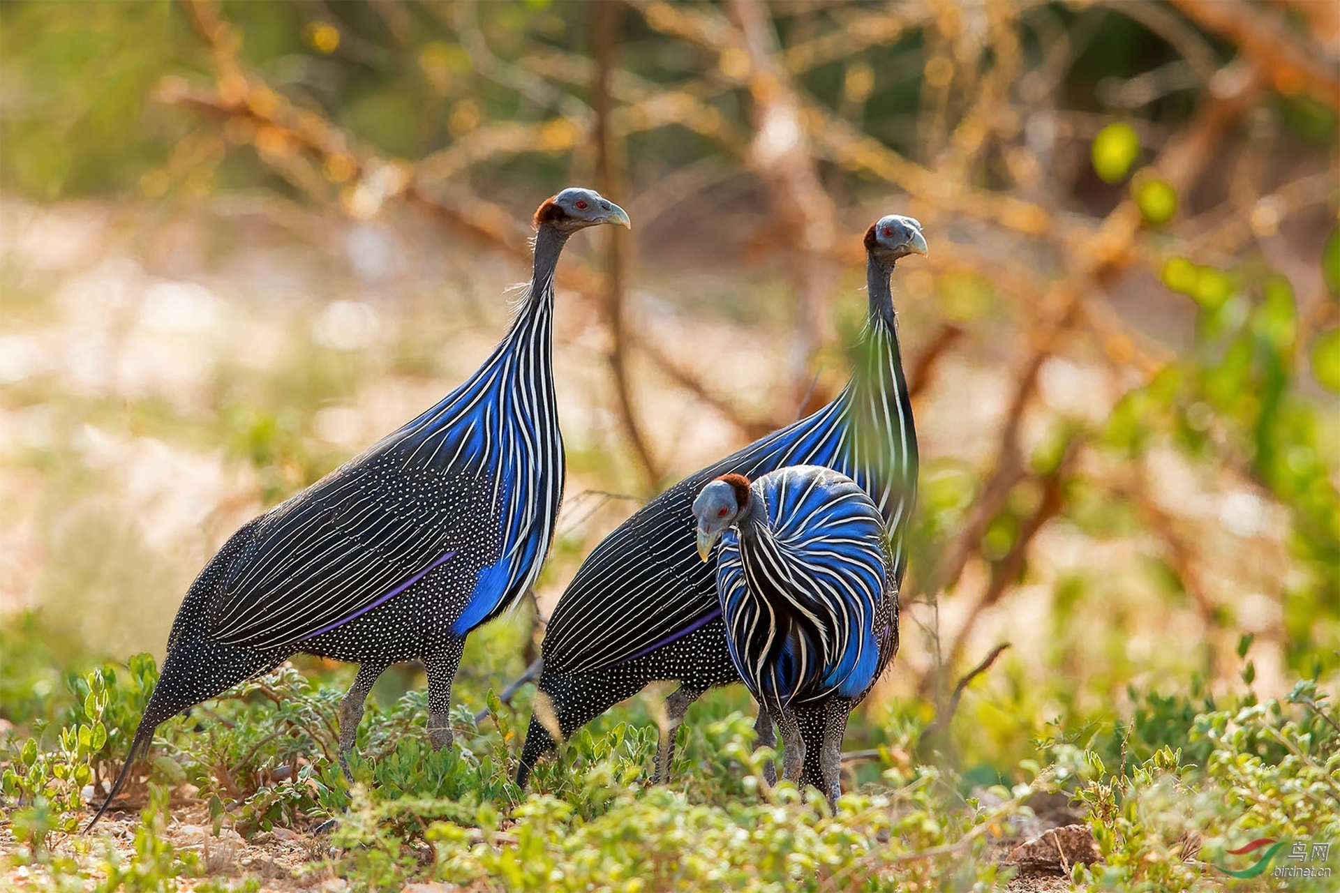 林中珍稀鸟类——优雅高贵的非洲鹫珠鸡  鹫珠鸡是珠鸡科鹫珠鸡属动物
