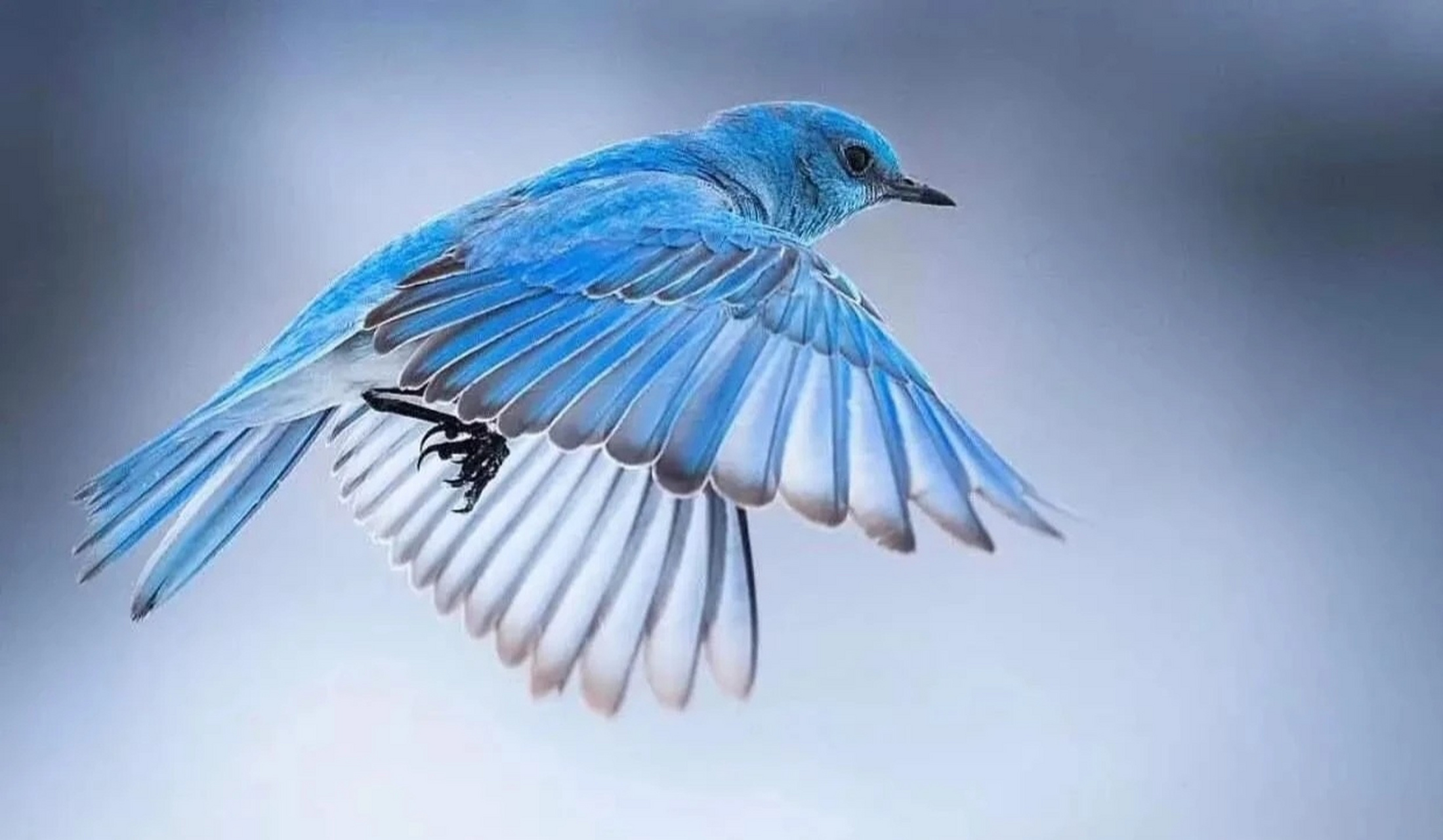 山地蓝知更鸟: 知更鸟比喻天真无辜和善良的人.