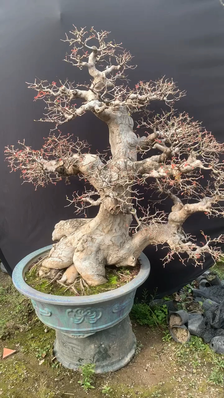 一棵树龄非常老的榆树盆景树桩