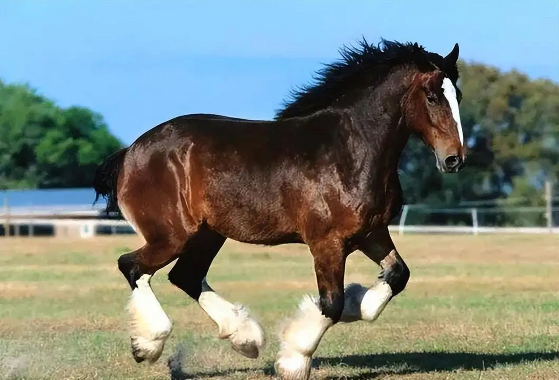 世界上最大的马品种图片