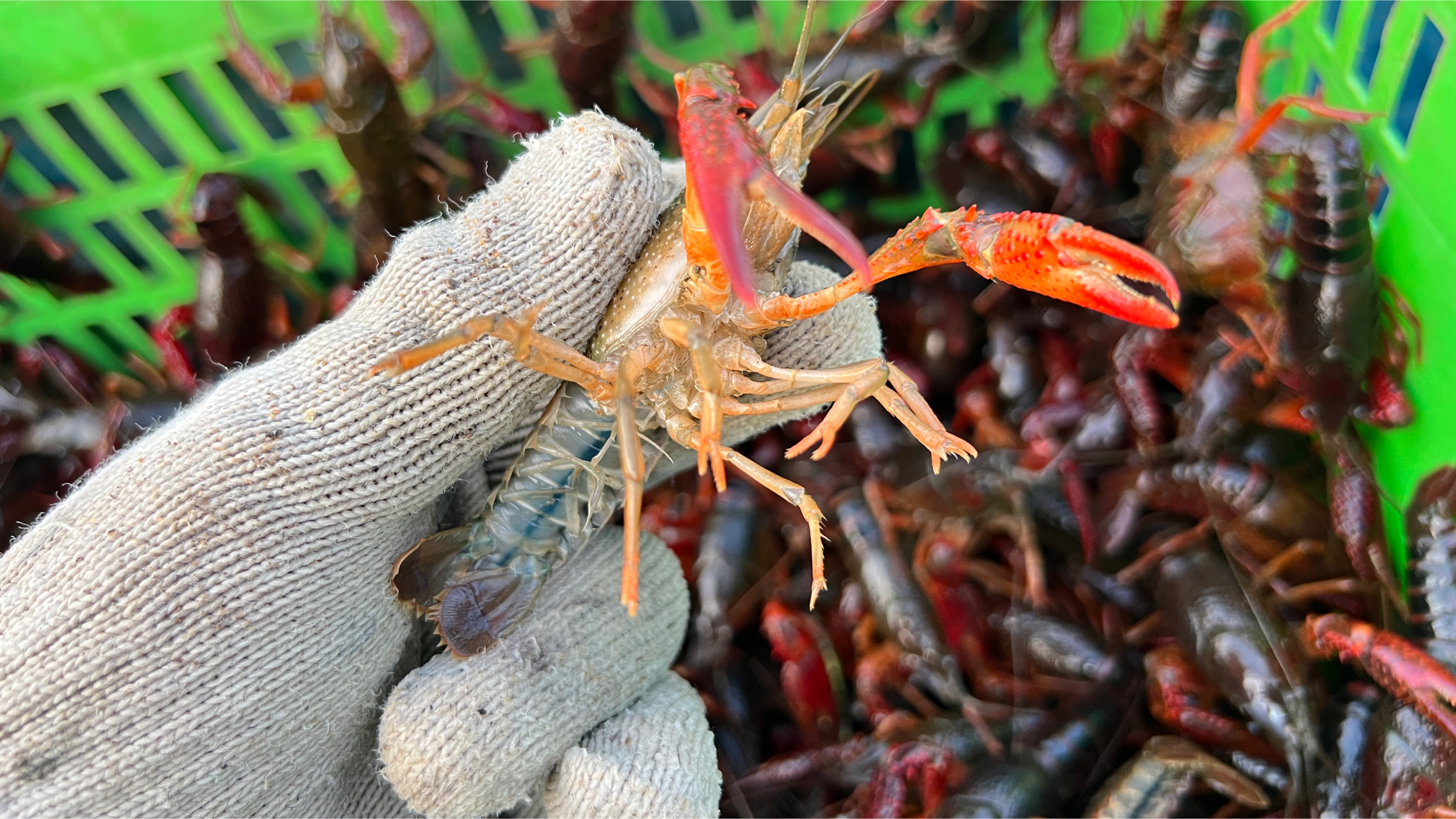 7月14炎炎夏日,小龙虾之乡潜江市,深水虾是啥品质?免洗?