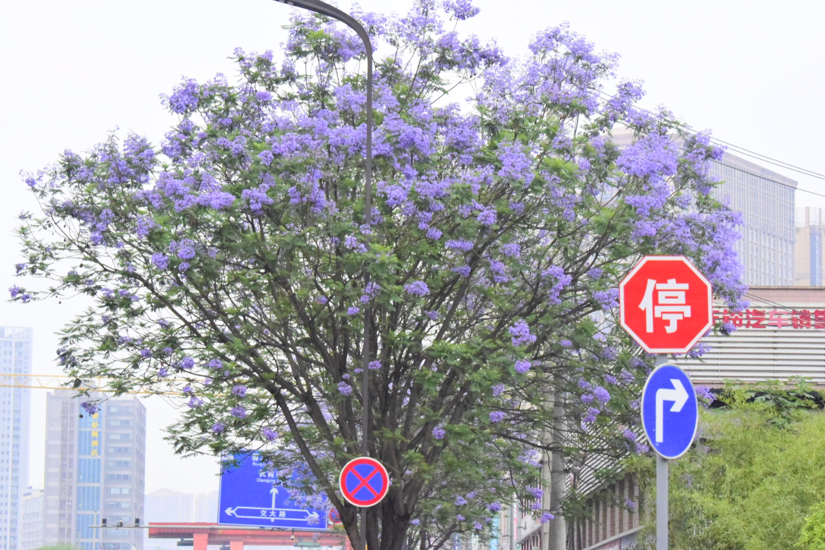 实拍成都金府路1.5公里蓝花楹大道,多路公交可达,错过再等一年