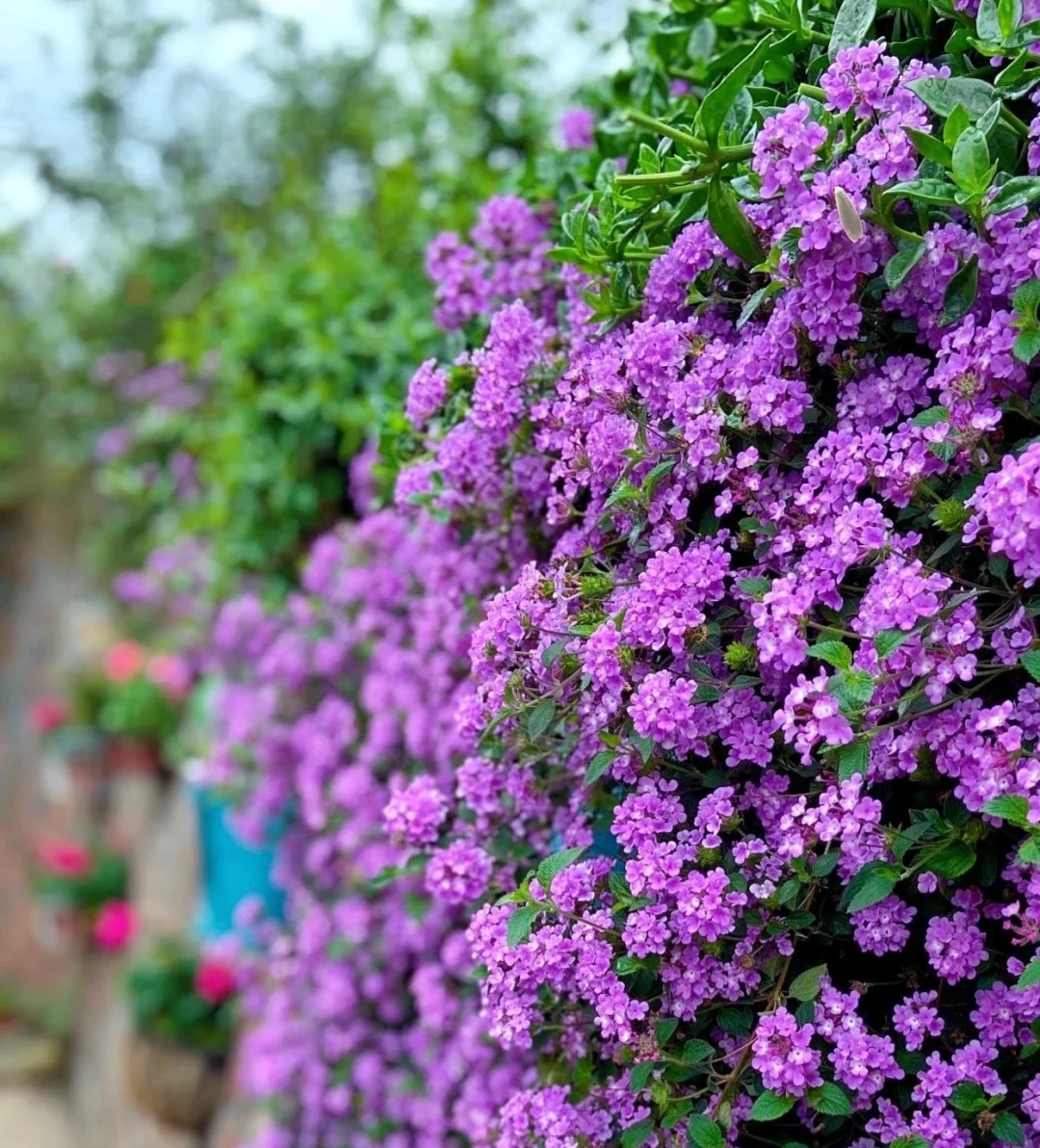 适合起名的花名(适合起名字的花名)