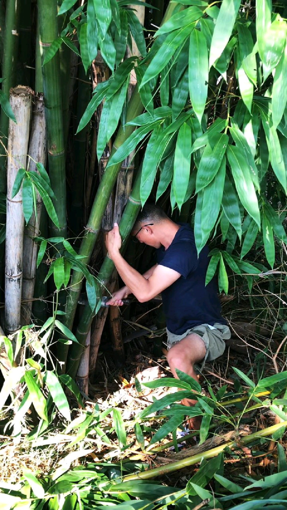 砍竹子搭建竹屋
