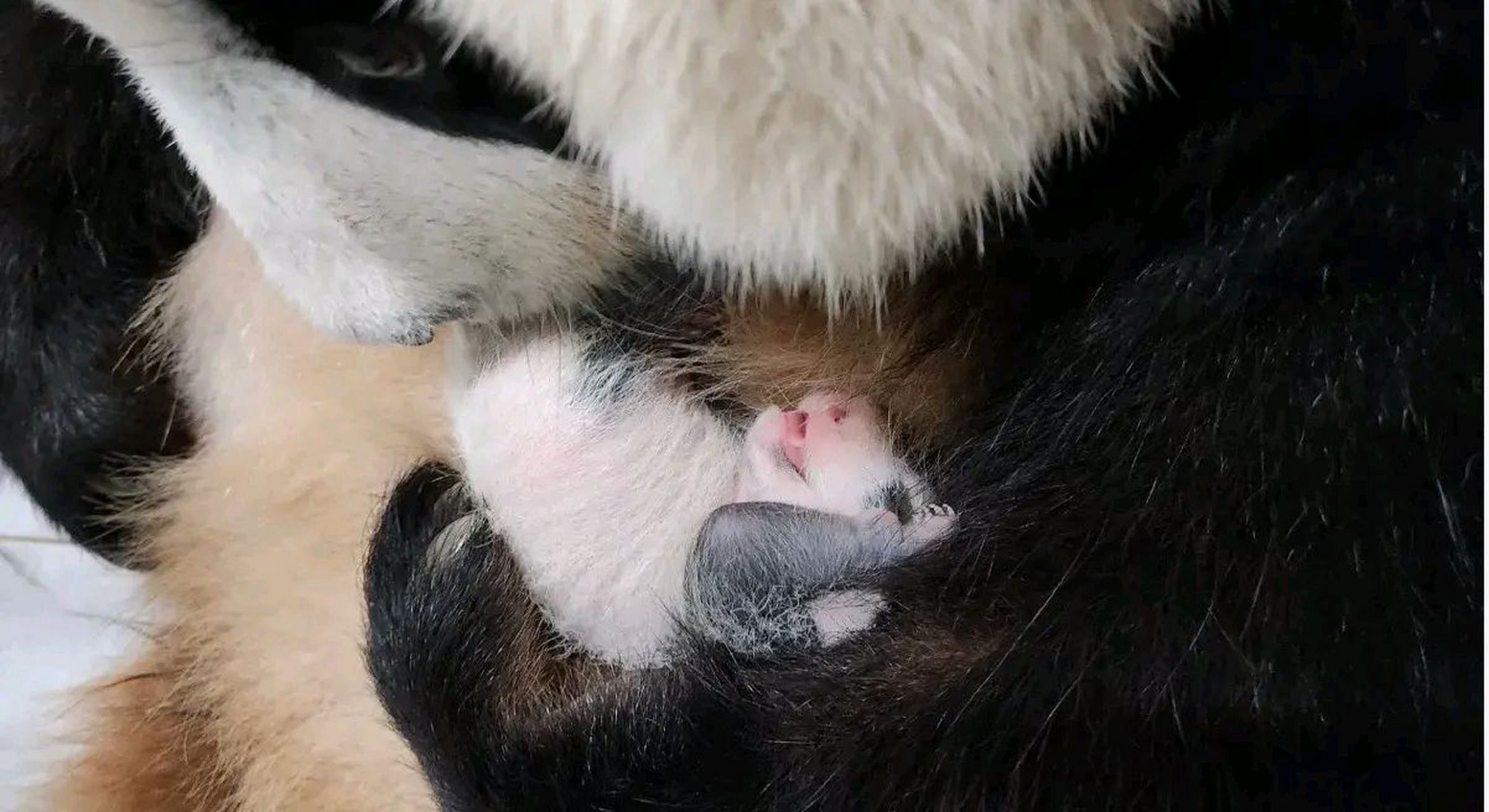 出生第27天飞速成长的双胞胎,福宝的妹妹们身上的墨又深了,小背心上面