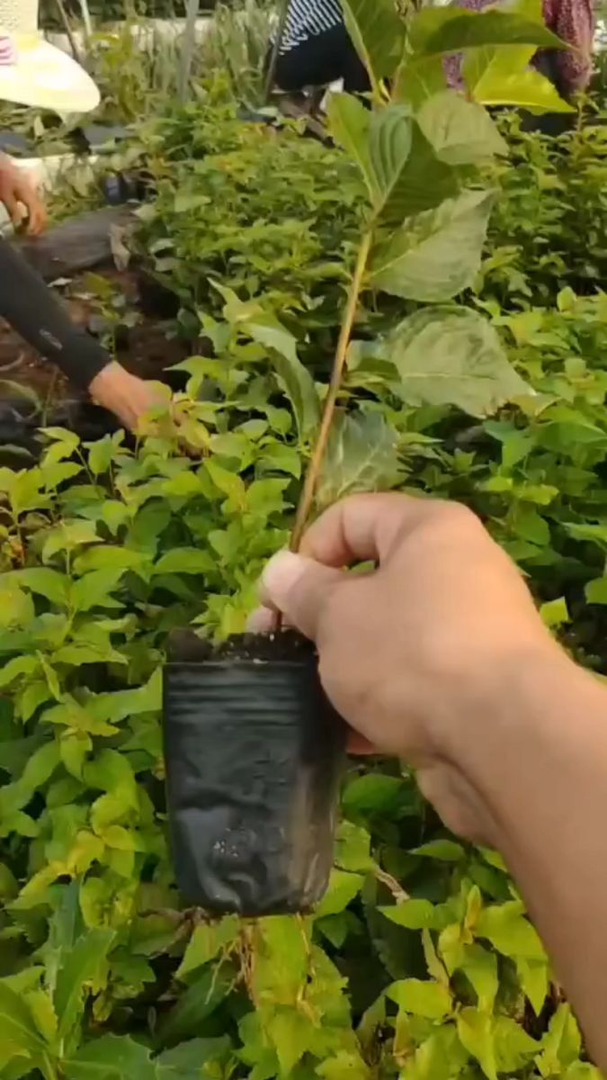 吉塞拉砧木苗,独立营养杯苗,成活率高