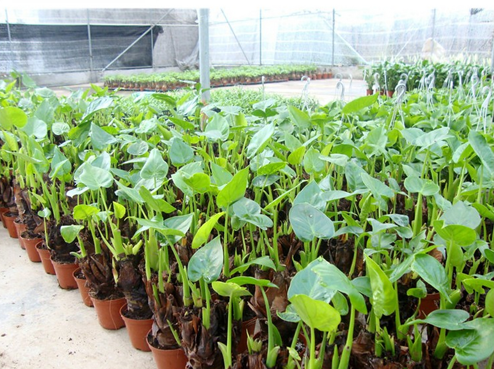 滴水观音盆栽养殖需掌握光照,温度,浇水,施肥,修剪,病虫害防治及换盆