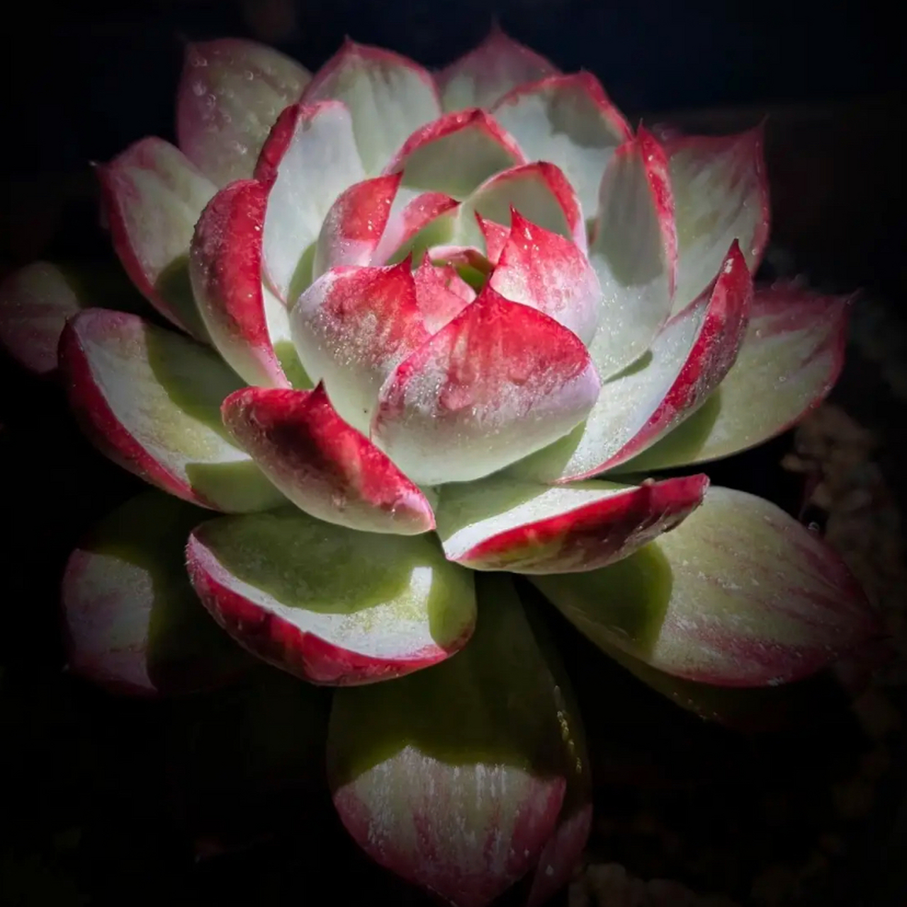 惊鸿仙子:我本无意惹惊鸿,奈何惊鸿入我心.#多肉植物
