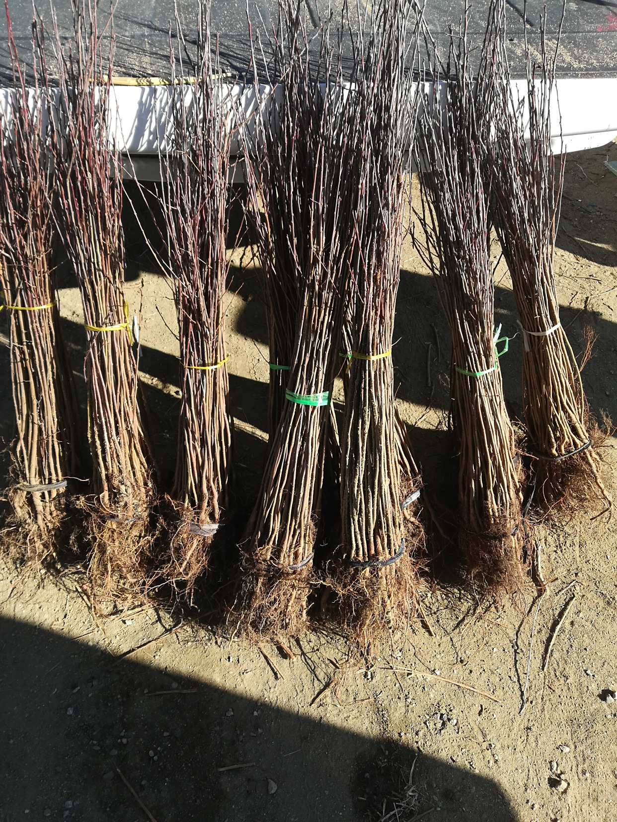 辽宁山丁子苗,山丁子实生苗,山丁子苗基地