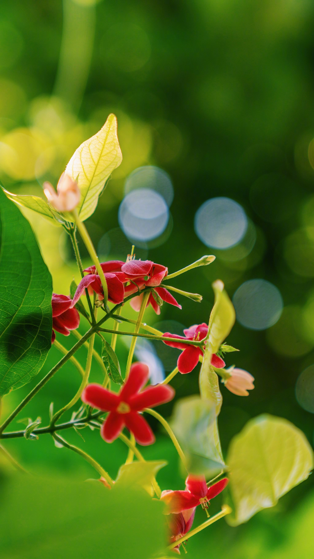 高清竖构图随手拍照片欣赏,展现光影摇曳