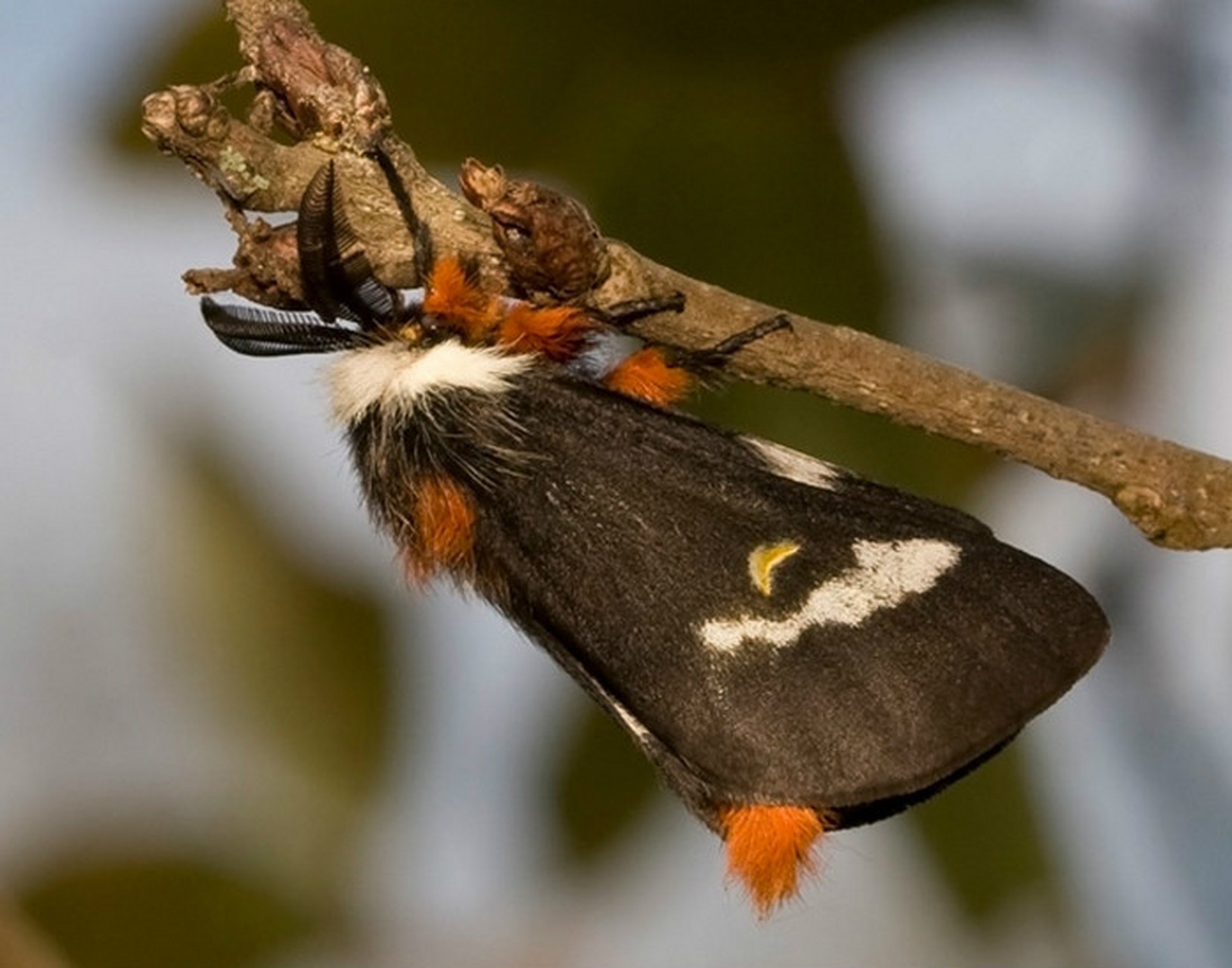 5厘米,头部呈小球状,长有鼓起的复眼和羽毛状触角;胸部长有一对胸足及