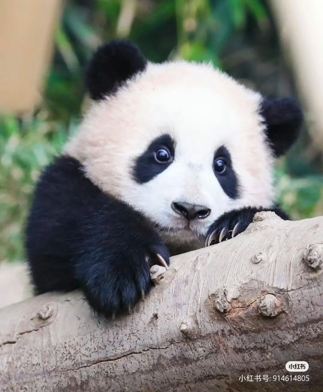 熊猫的眼镜太可爱了吧