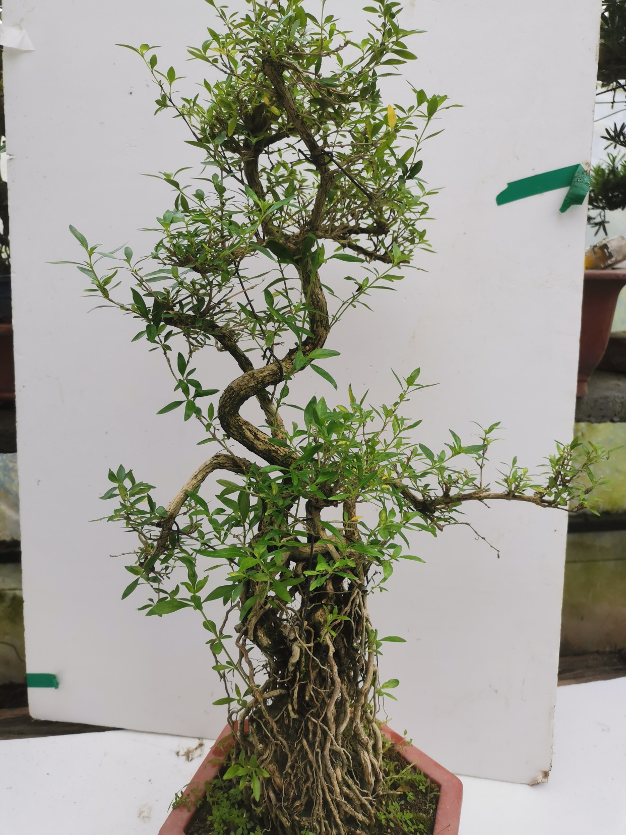 提根老桩六月雪