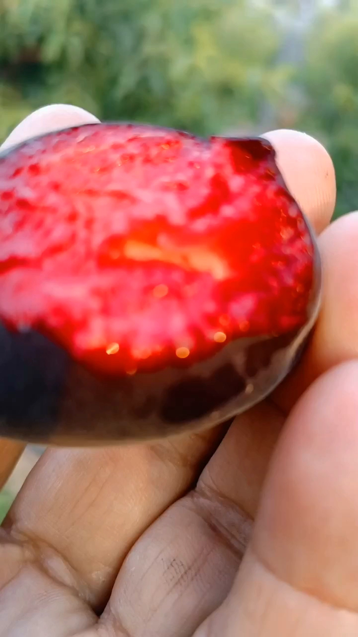 红肉黑杏都是嫁接改良优质品种-度小视