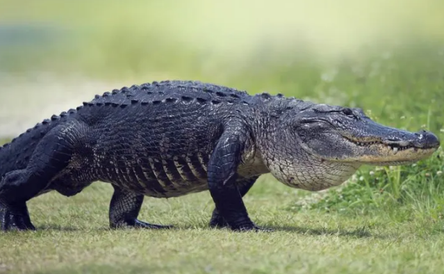 成年湾鳄有天敌吗