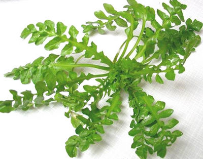 雨水知时节,茶饭暖人生