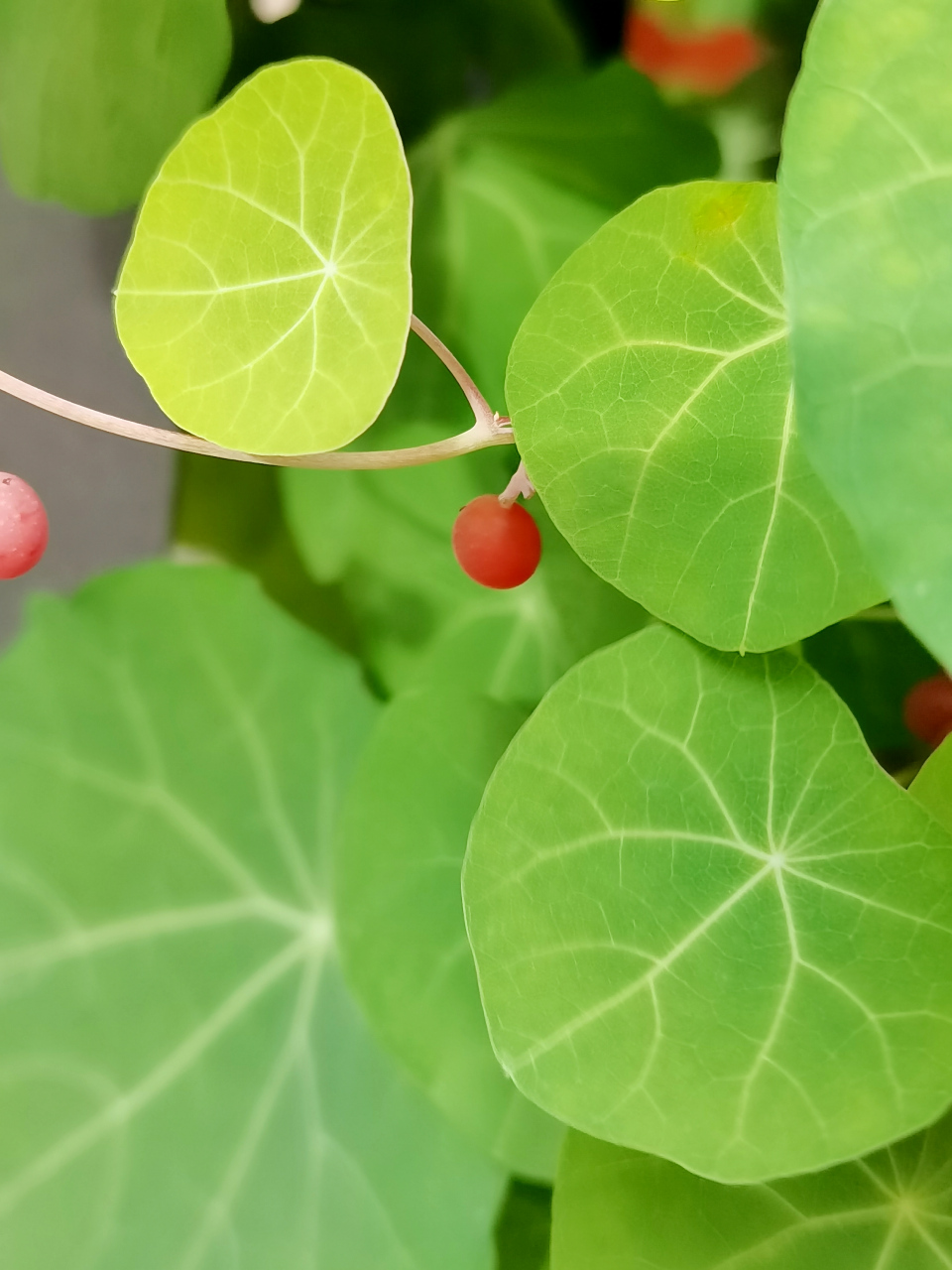 金线吊乌龟,是防己科千金藤属植物.