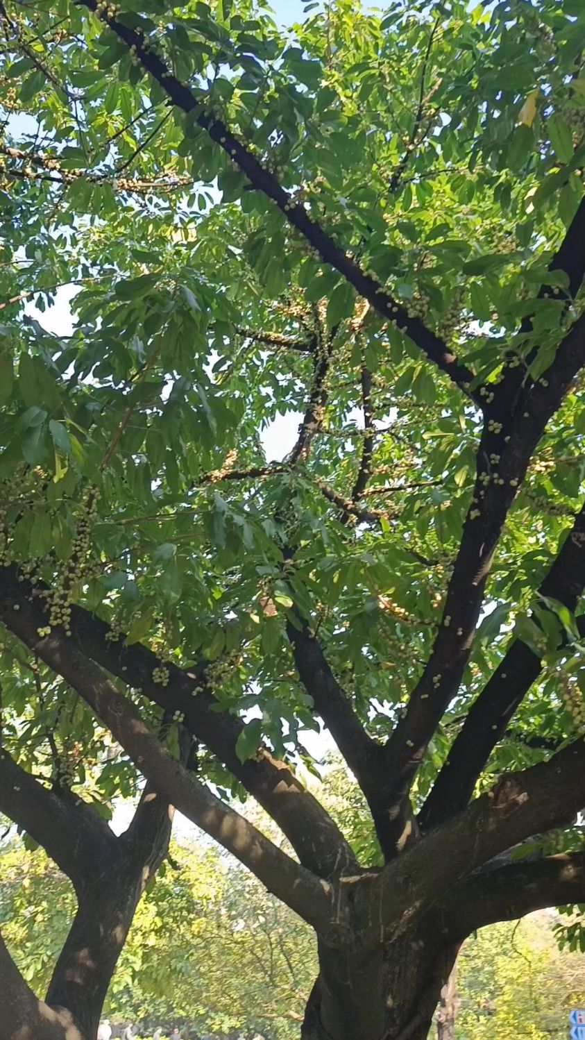 植物笔管榕,你认识吗?