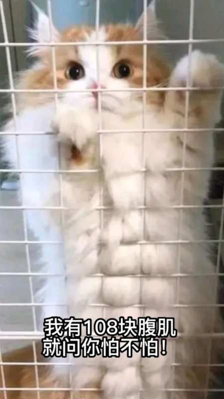 自律的男人真可怕,108块腹肌都让他给练出来了-度小视