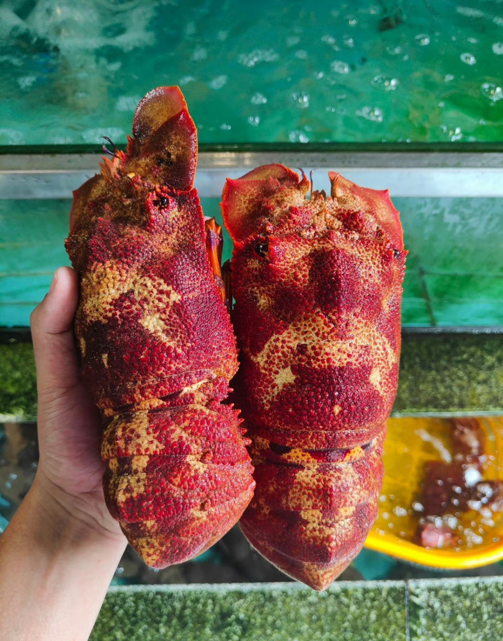 鳞突拟蝉虾,俗称犀牛虾,海战车,拖鞋龙虾,真的是太好看了!