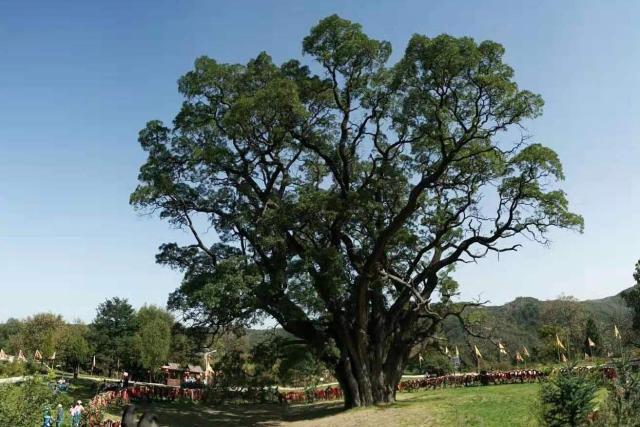 人间奇观,甘肃古槐树,3200年树龄高26米,尉迟恭曾在此拴马!