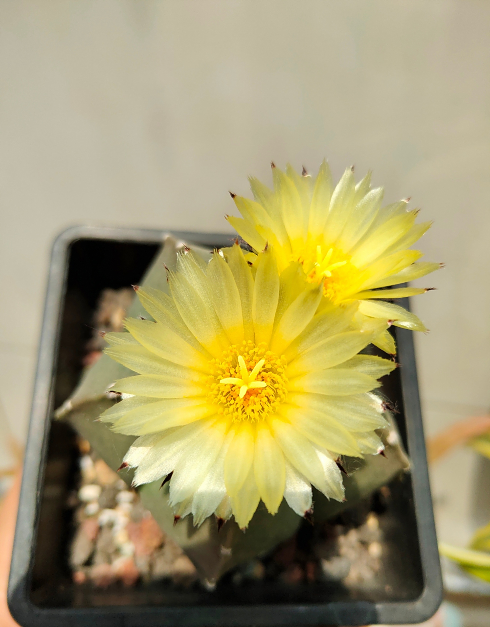 多肉琉璃鸾凤玉 五角星82开花了 676767