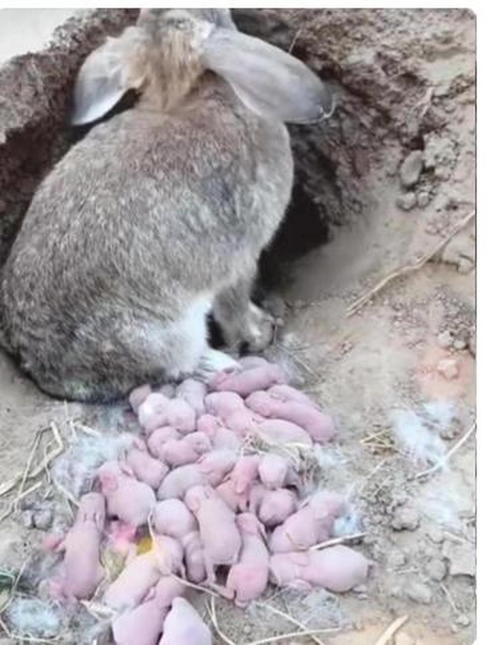 兔子这么点肚子,一胎生这么多崽?