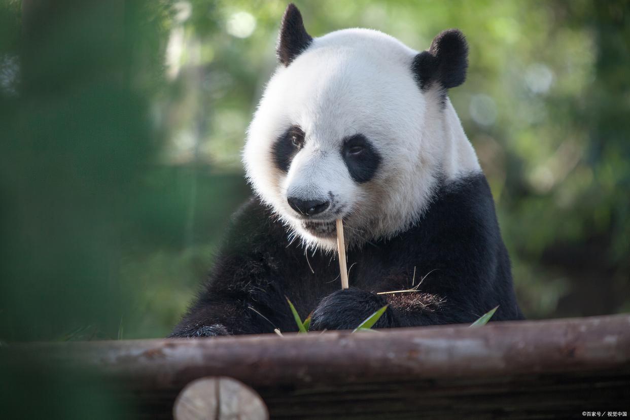 大熊猫满心欢喜,抱着细长的竹子仿佛在钓鱼,简直太可爱了